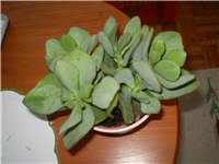 c9f8db08-Picture 1160.jpg